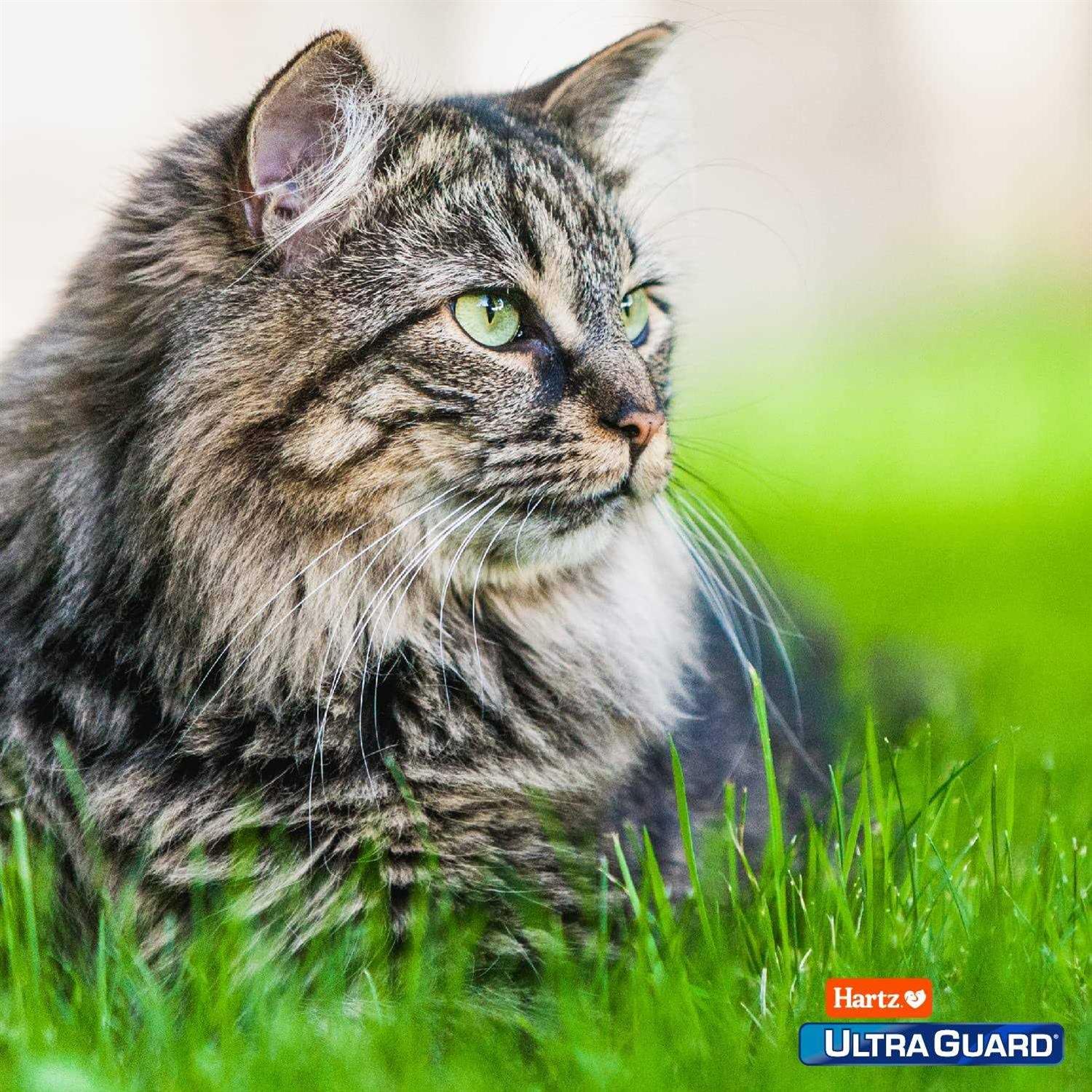 Alternative view of Hartz UltraGuard Topical Flea and Tick Prevention for Cats