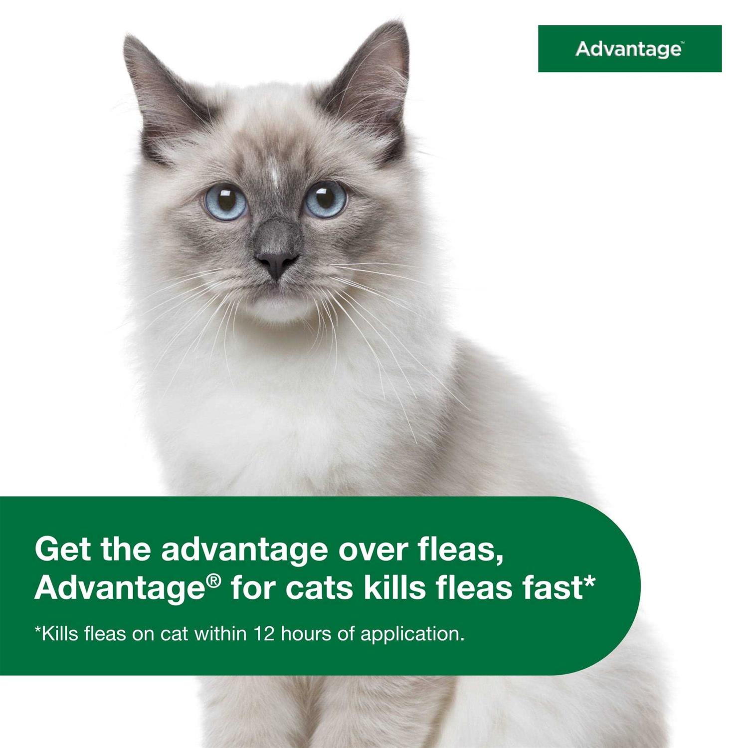 Alternative view of Advantage Topical Flea Prevention for Small Cats