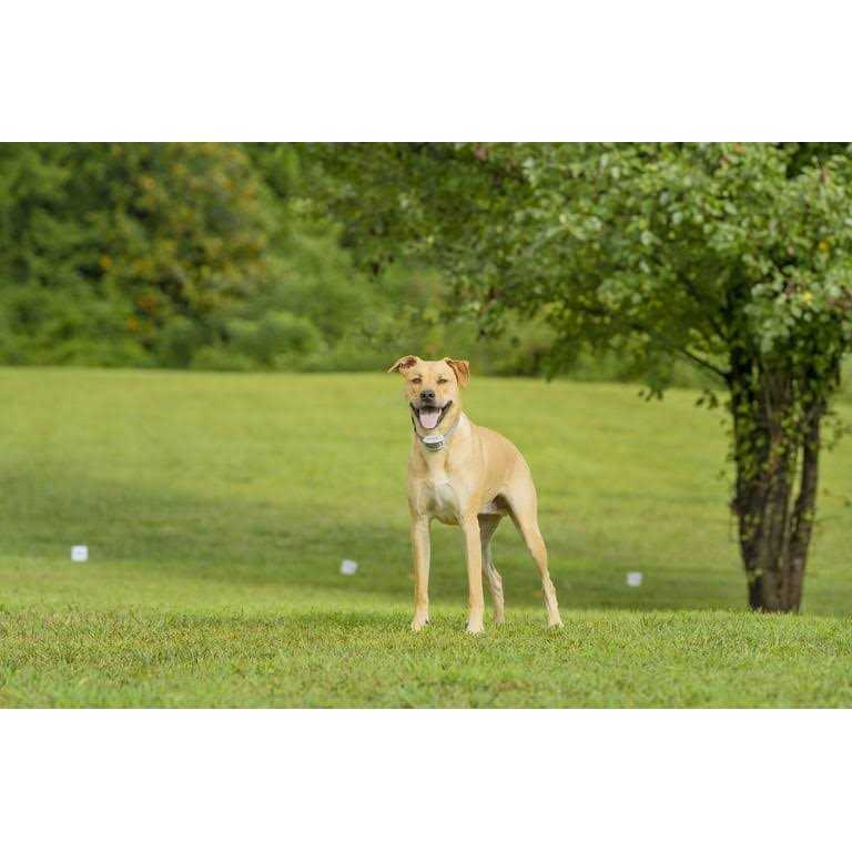 Alternative view of PetSafe Classic In-Ground Fence