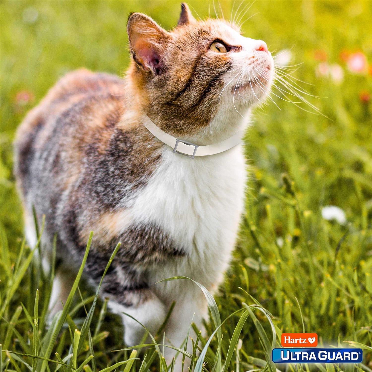 Alternative view of Hartz UltraGuard Flea & Tick Collar for Cats & Kittens