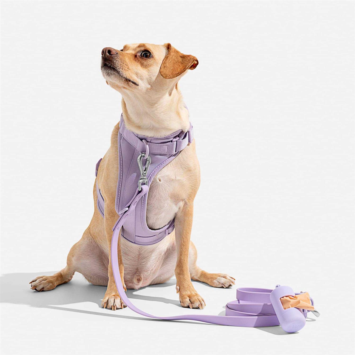 Alternative view of Wild One Dog Harness
