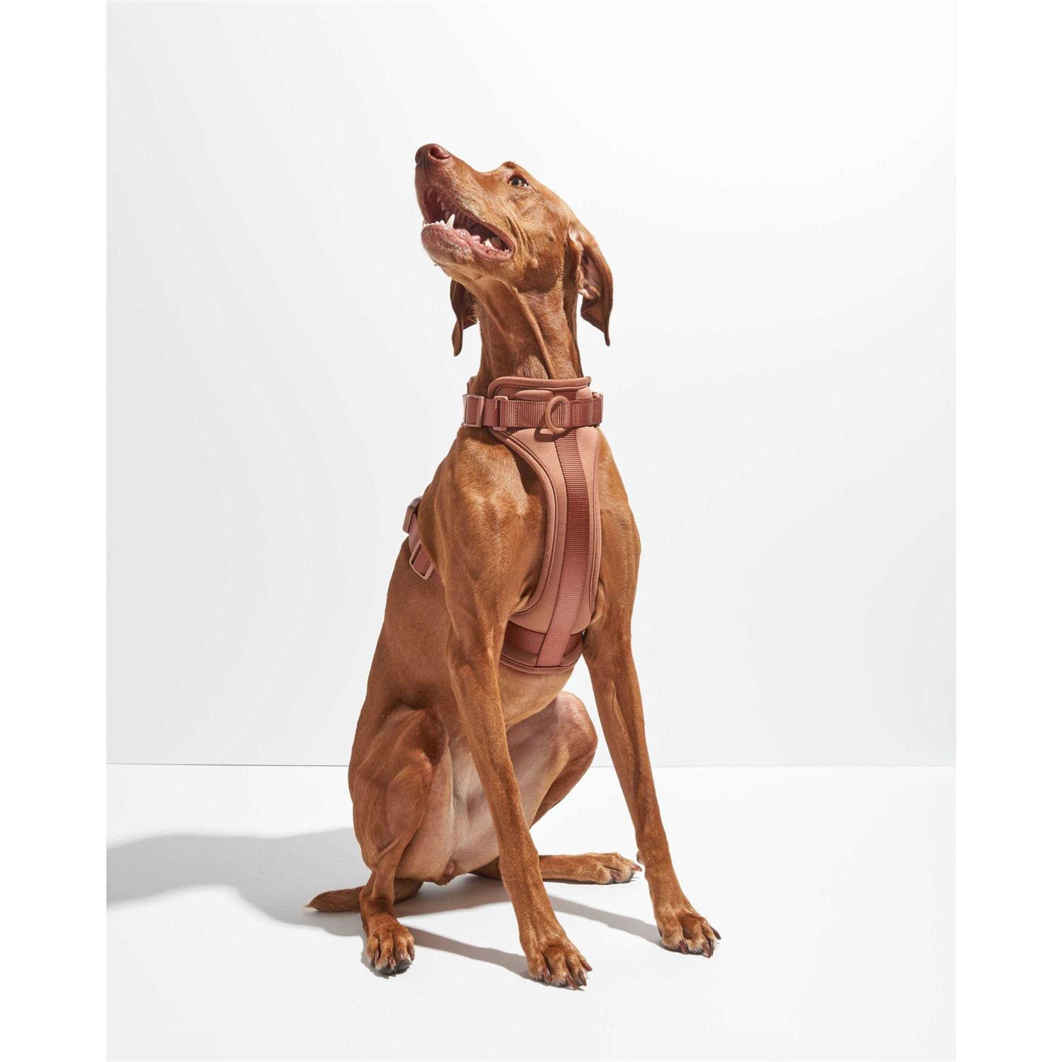 Alternative view of Wild One Dog Harness