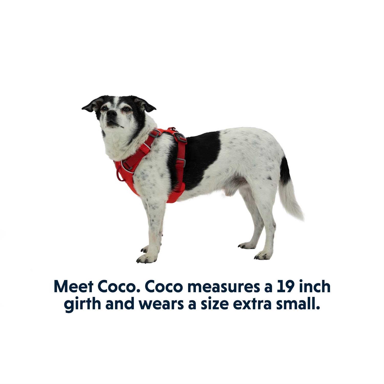 Alternative view of Front Range Harness Ruffwear