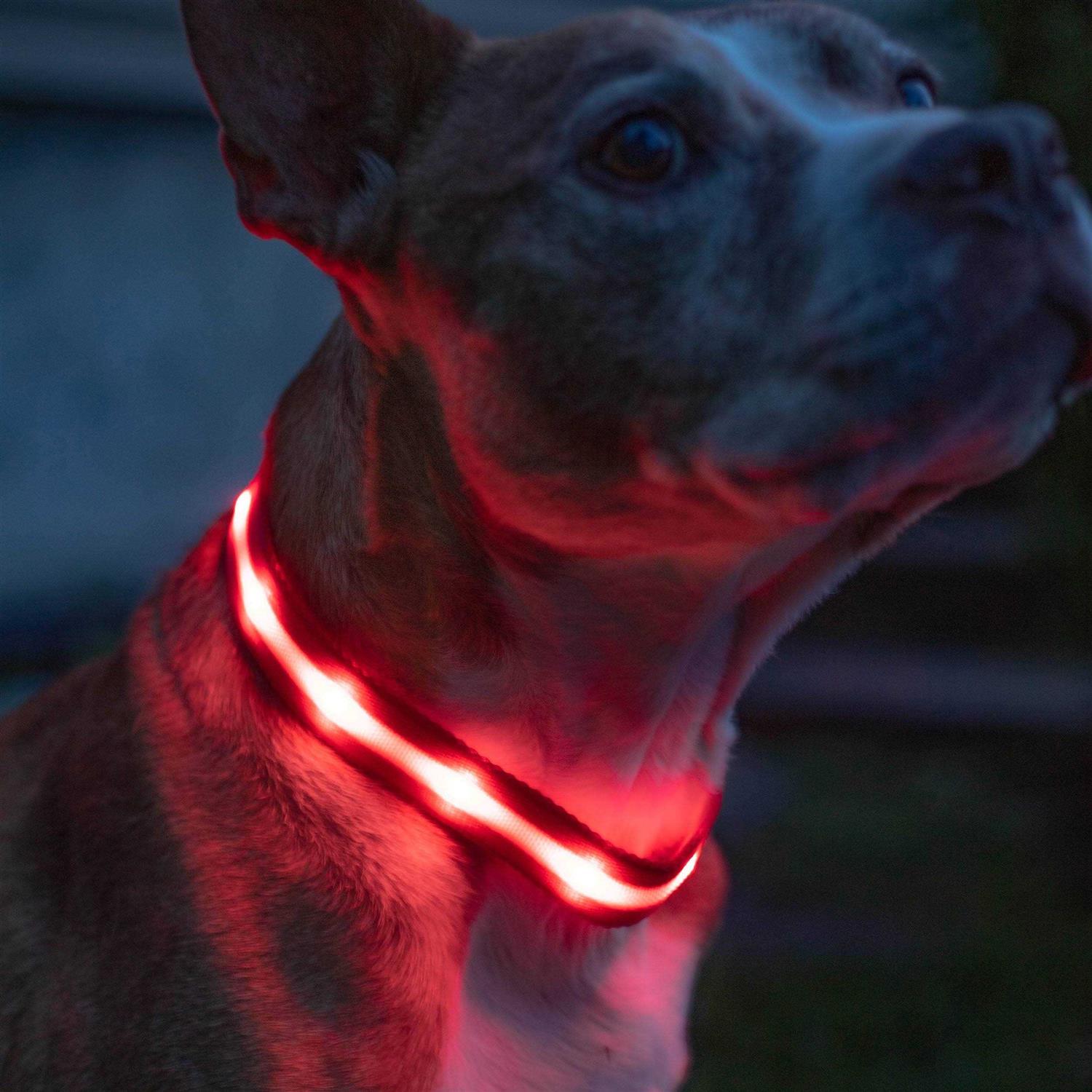 Alternative view of Blazin LED Light Up Dog Collar 1,000 Feet of Visibility