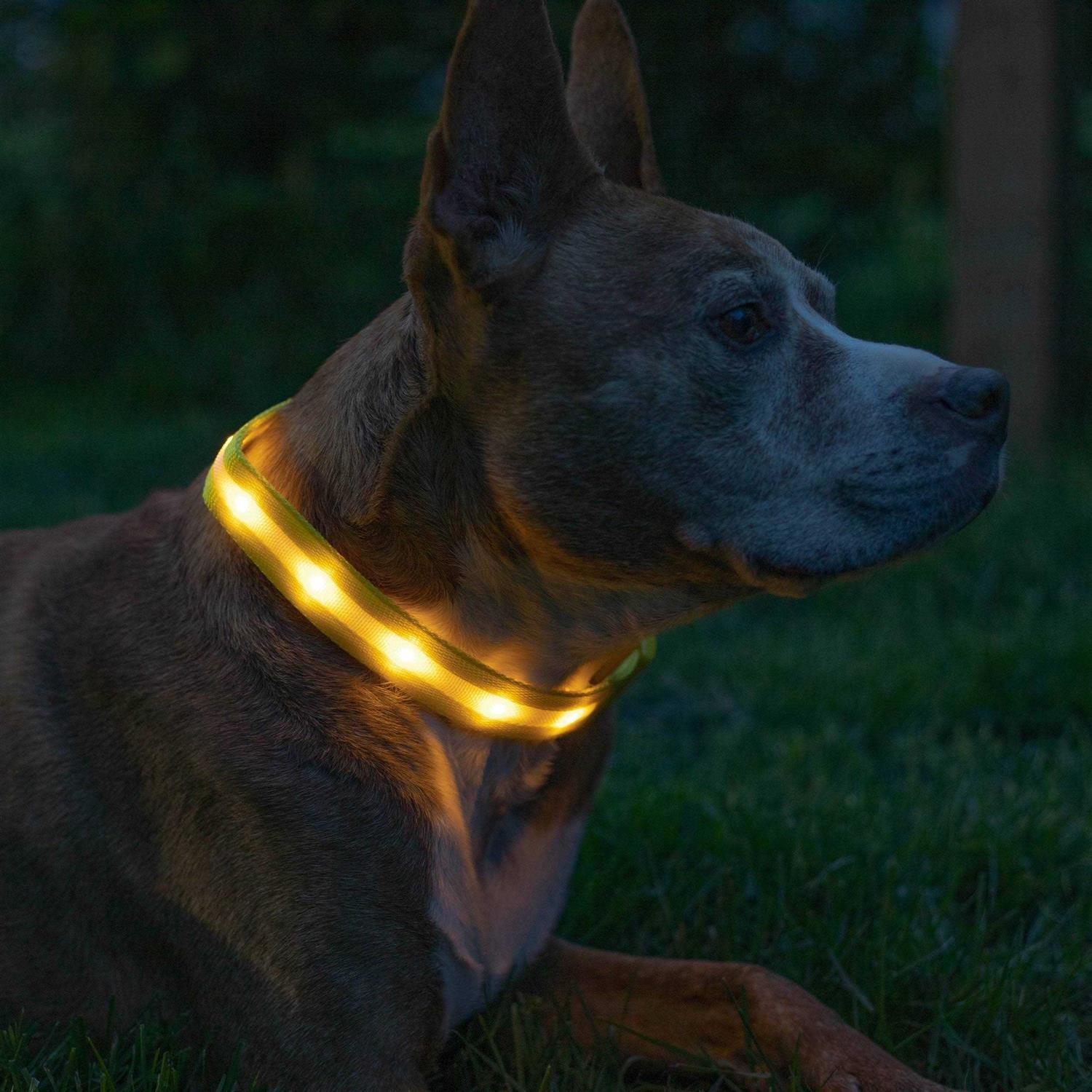 Alternative view of Blazin LED Light Up Dog Collar 1,000 Feet of Visibility