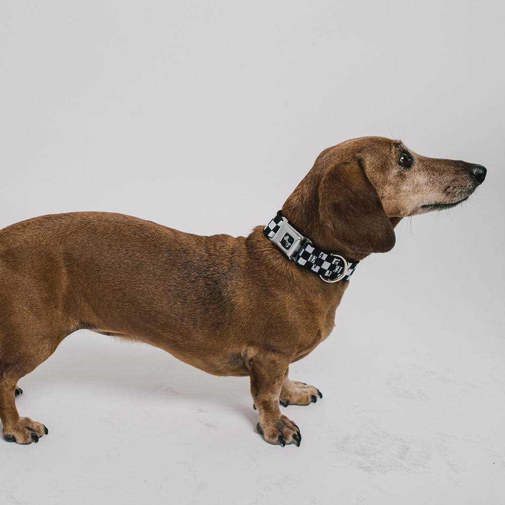 Alternative view of Buckle Down Dog Collar Seatbelt Buckle