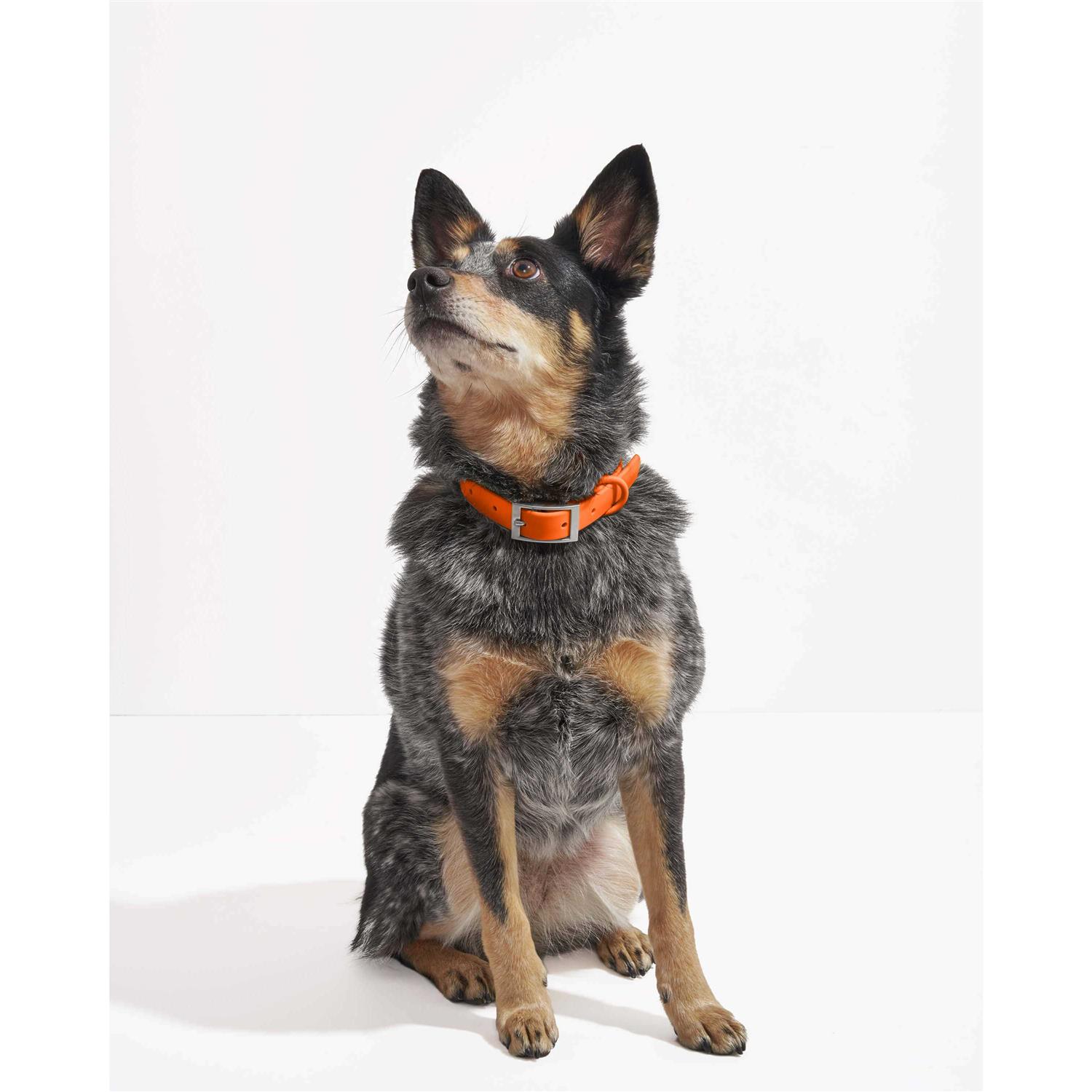 Alternative view of Wild One Dog Collar