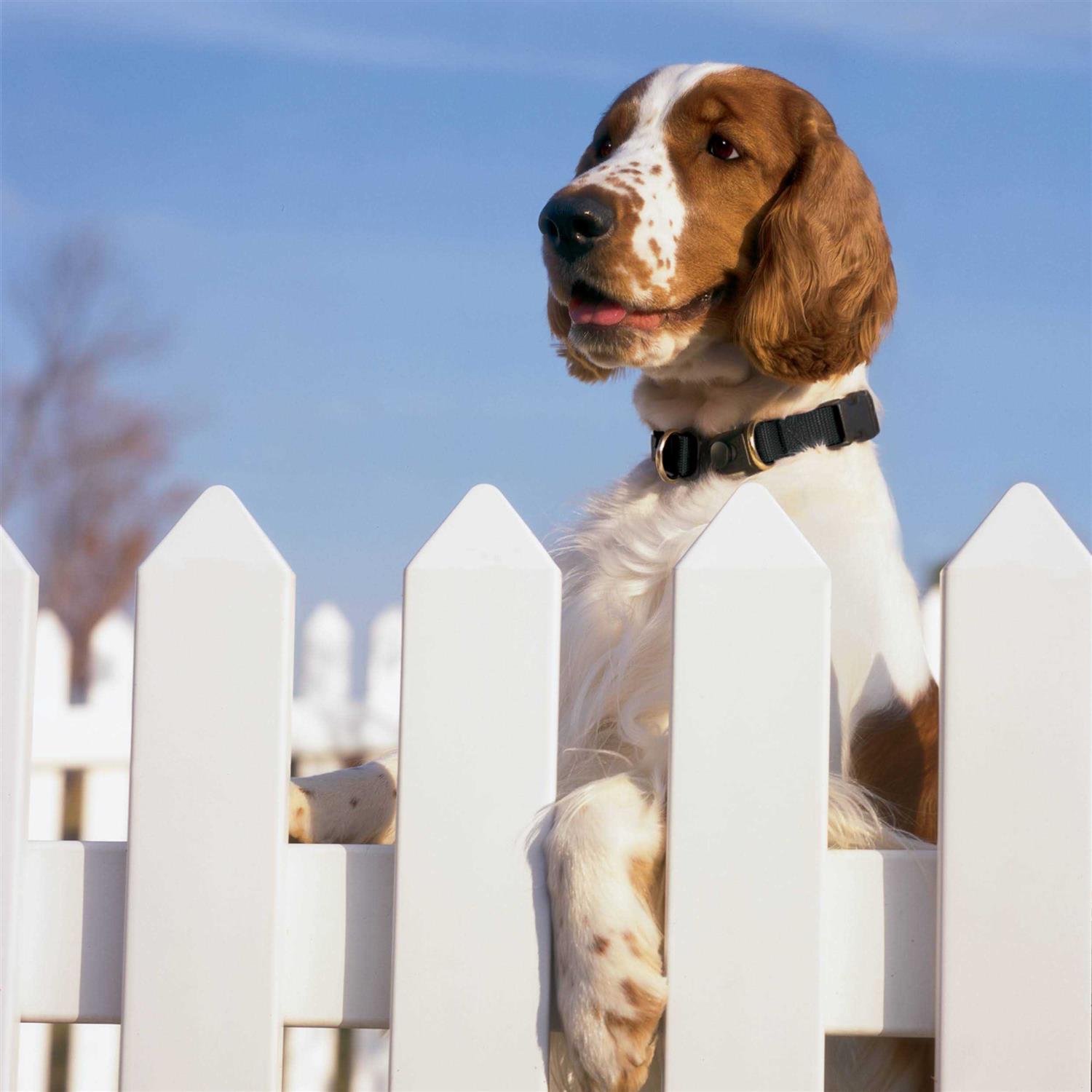 Alternative view of PetSafe Keepsafe Break-Away Dog Collar