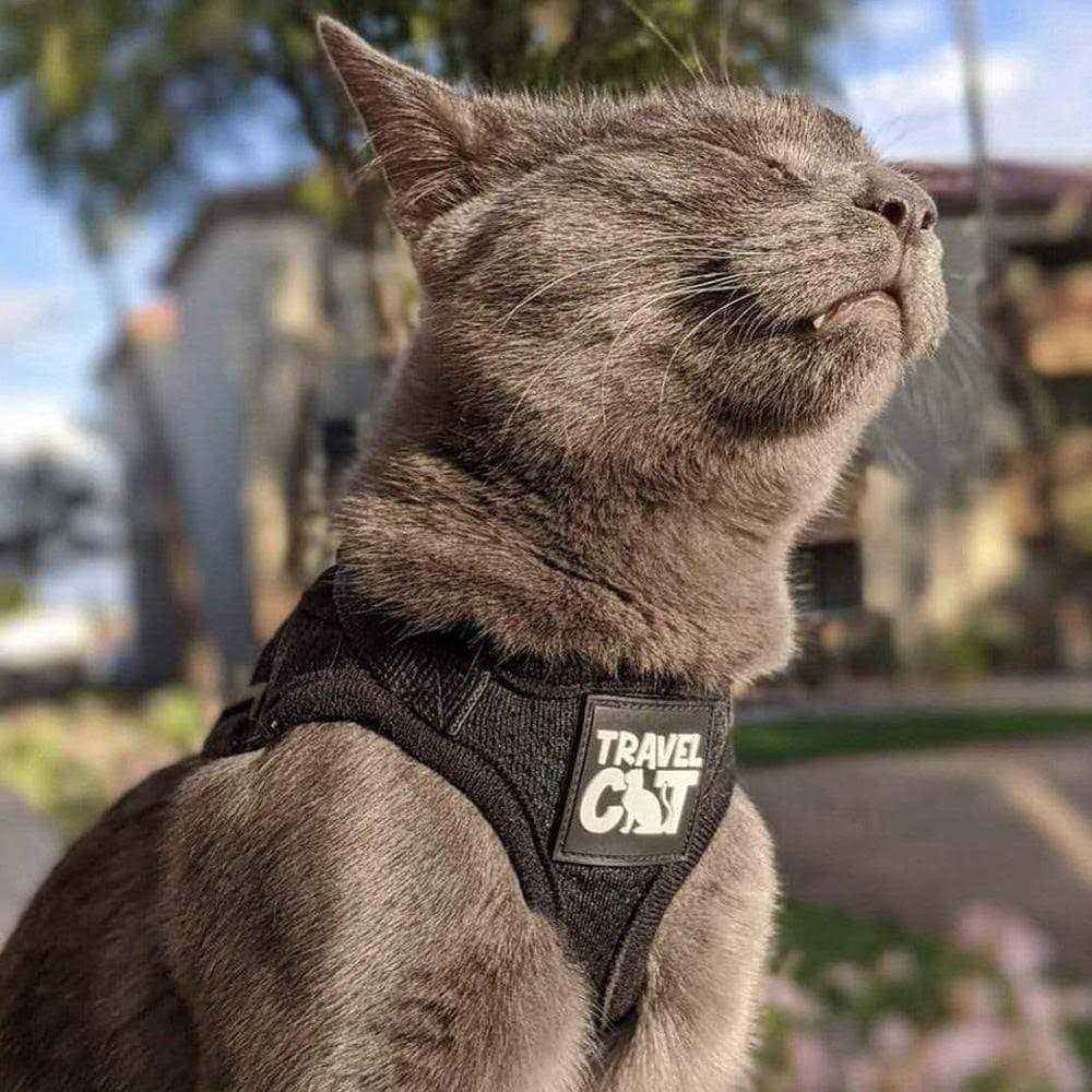 Alternative view of Your Cat Backpack The True Adventurer Reflective Cat & Kitten Harness and Leash