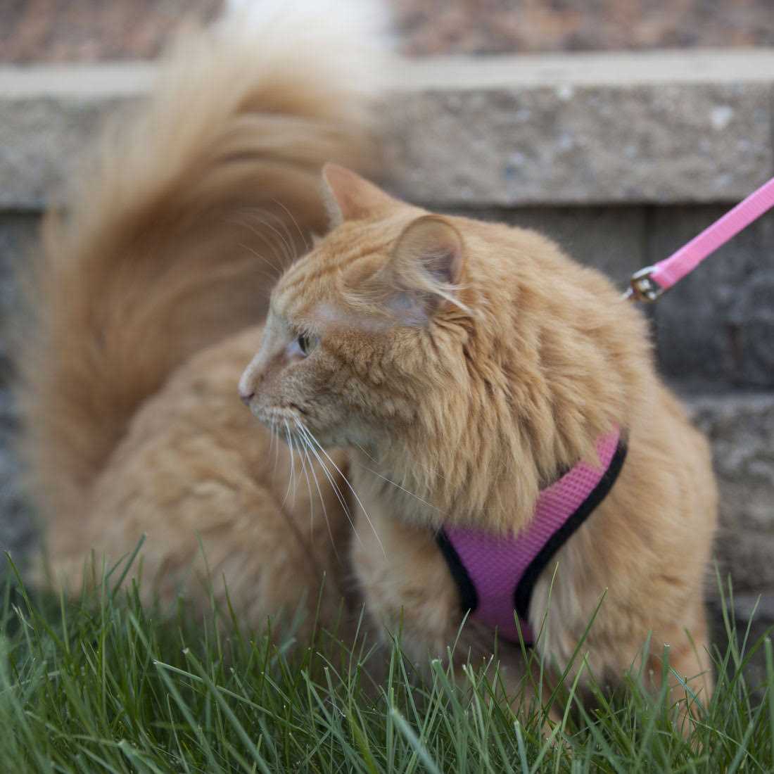 Alternative view of Comfort Soft Adjustable Cat Harness with 6' Leash
