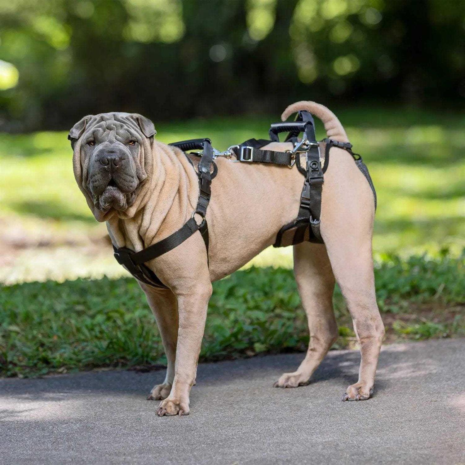 Alternative view of PetSafe CareLift Dog Rear Harness
