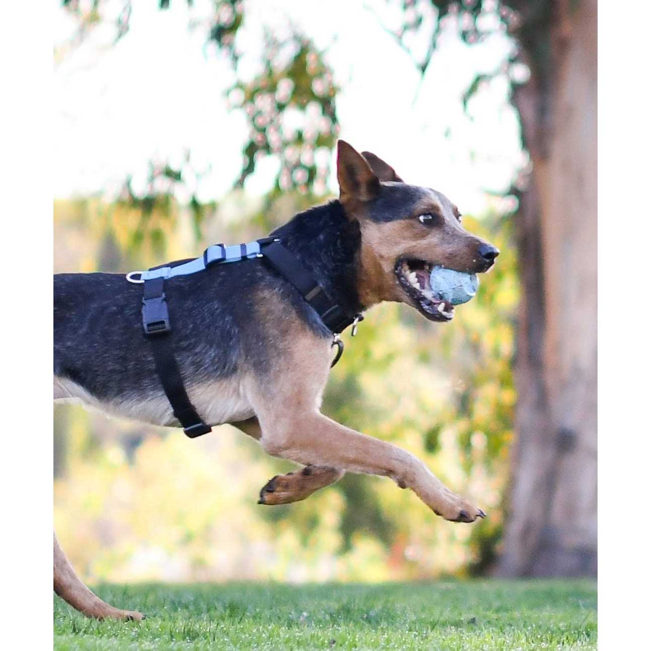 Alternative view of Blue-9 Buckle-Neck Balance Harness Fully Customizable Fit No-Pull Harness Ideal for Dog Training and Obedience