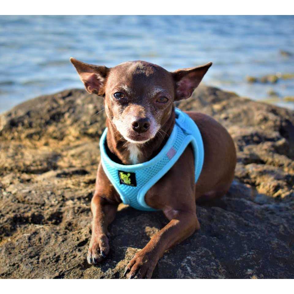 Alternative view of EcoBark Step in Dog Harness Soft Mesh Dog Harnesses and Small Dogs Eco-Friendly