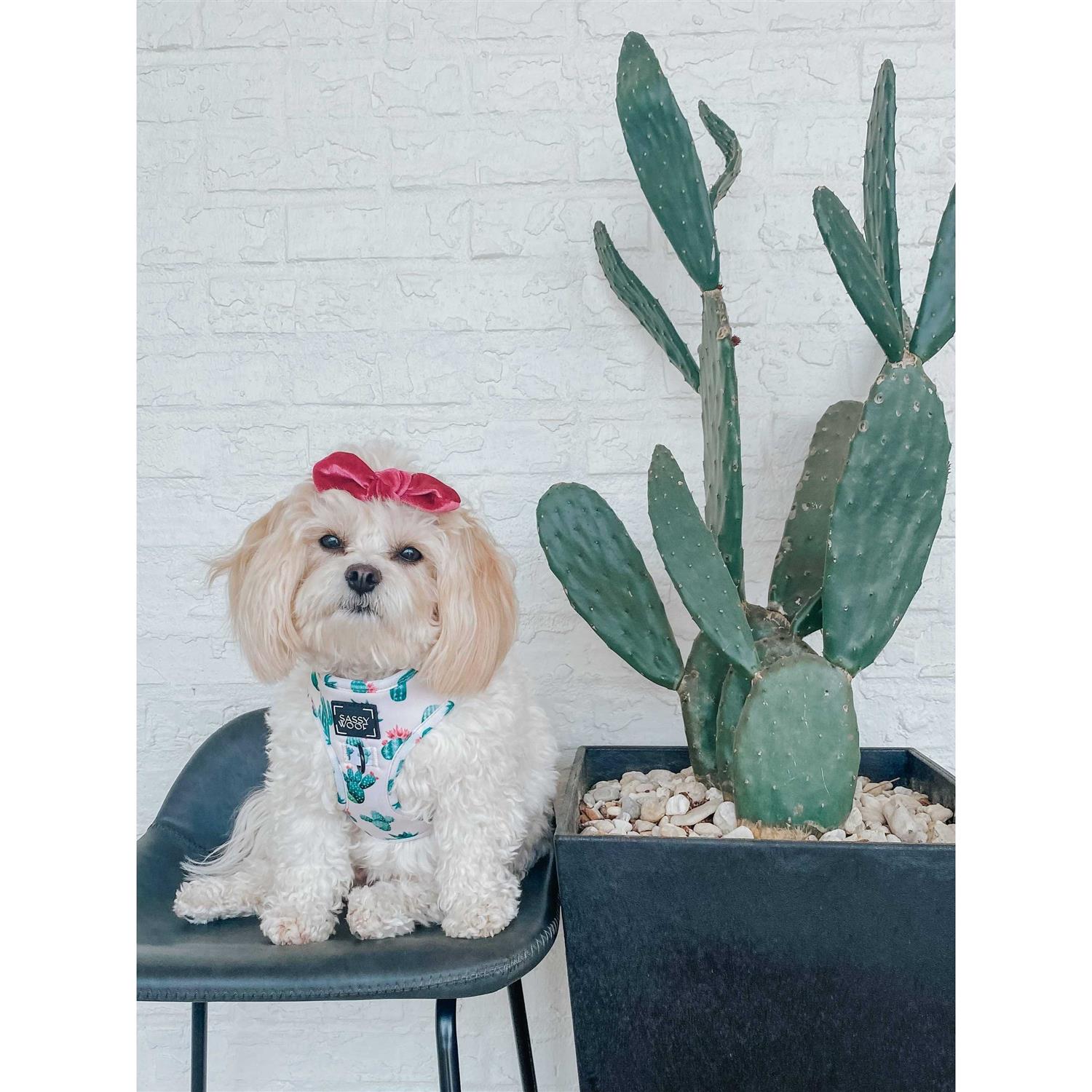 Alternative view of Sassy Woof Adjustable Dog Harness