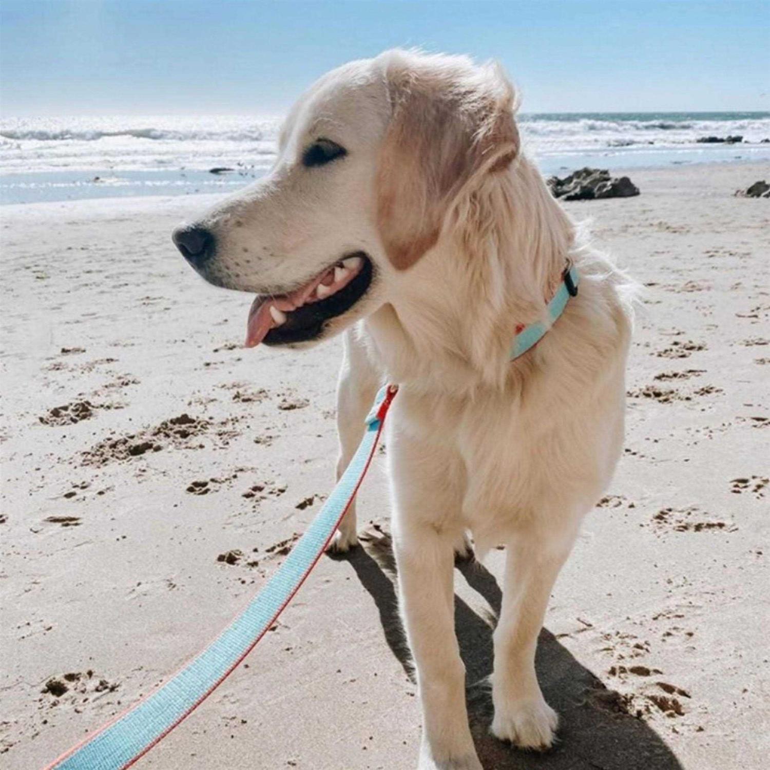Alternative view of Dog Collar Wide