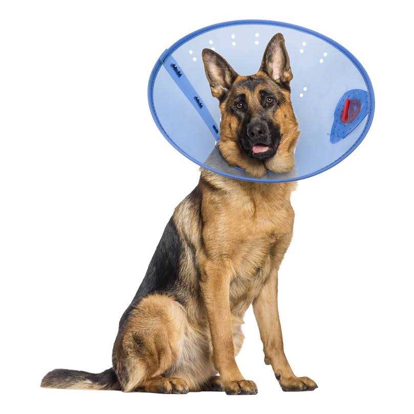 Alternative view of Calm Paws Calming Dog E-Collar
