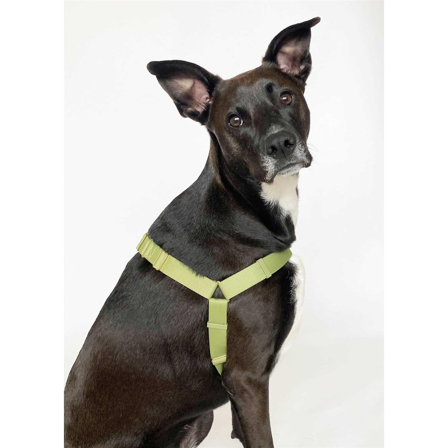 Alternative view of Awoo Roam Harness