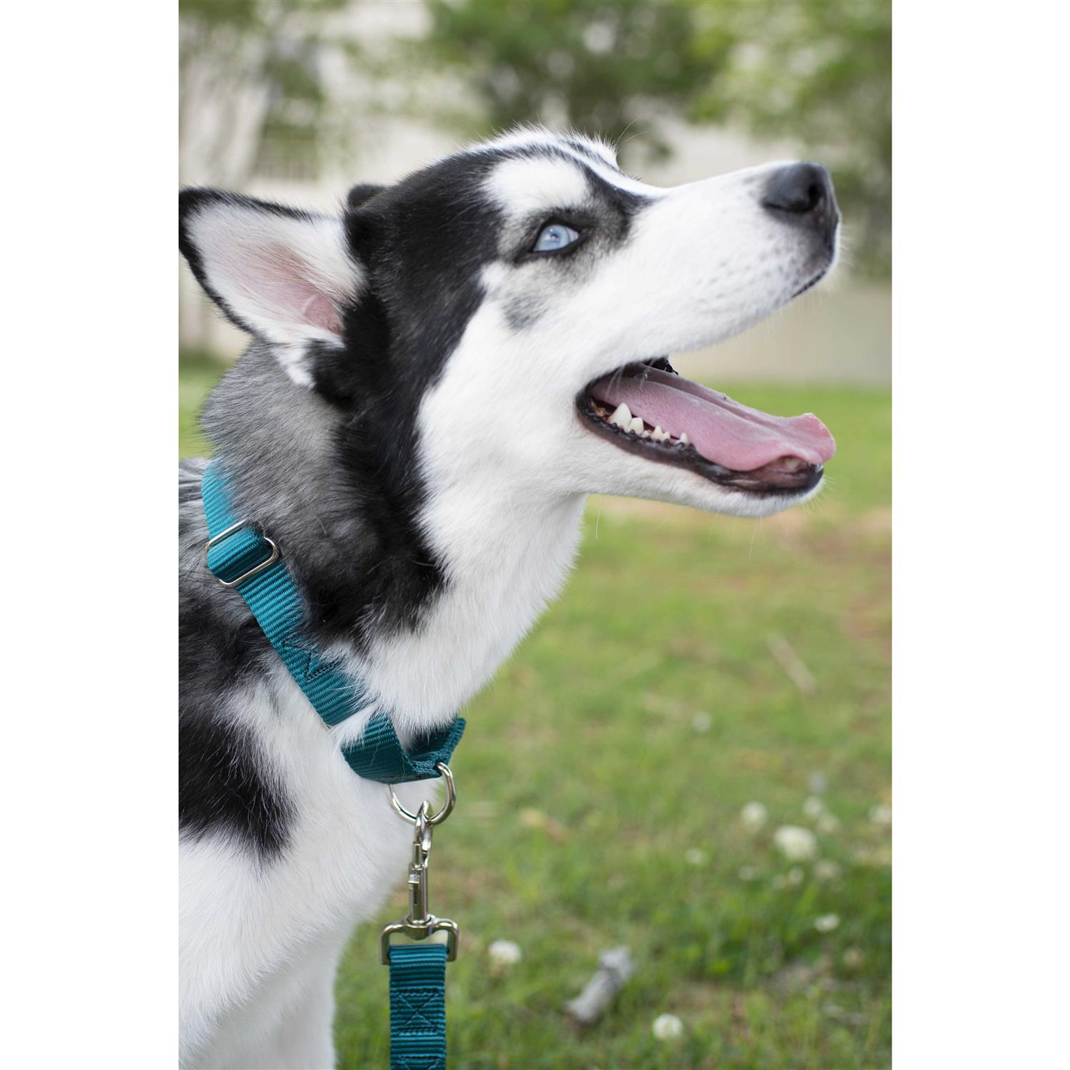 Alternative view of Country Brook Petz Martingale Nylon Dog Collar
