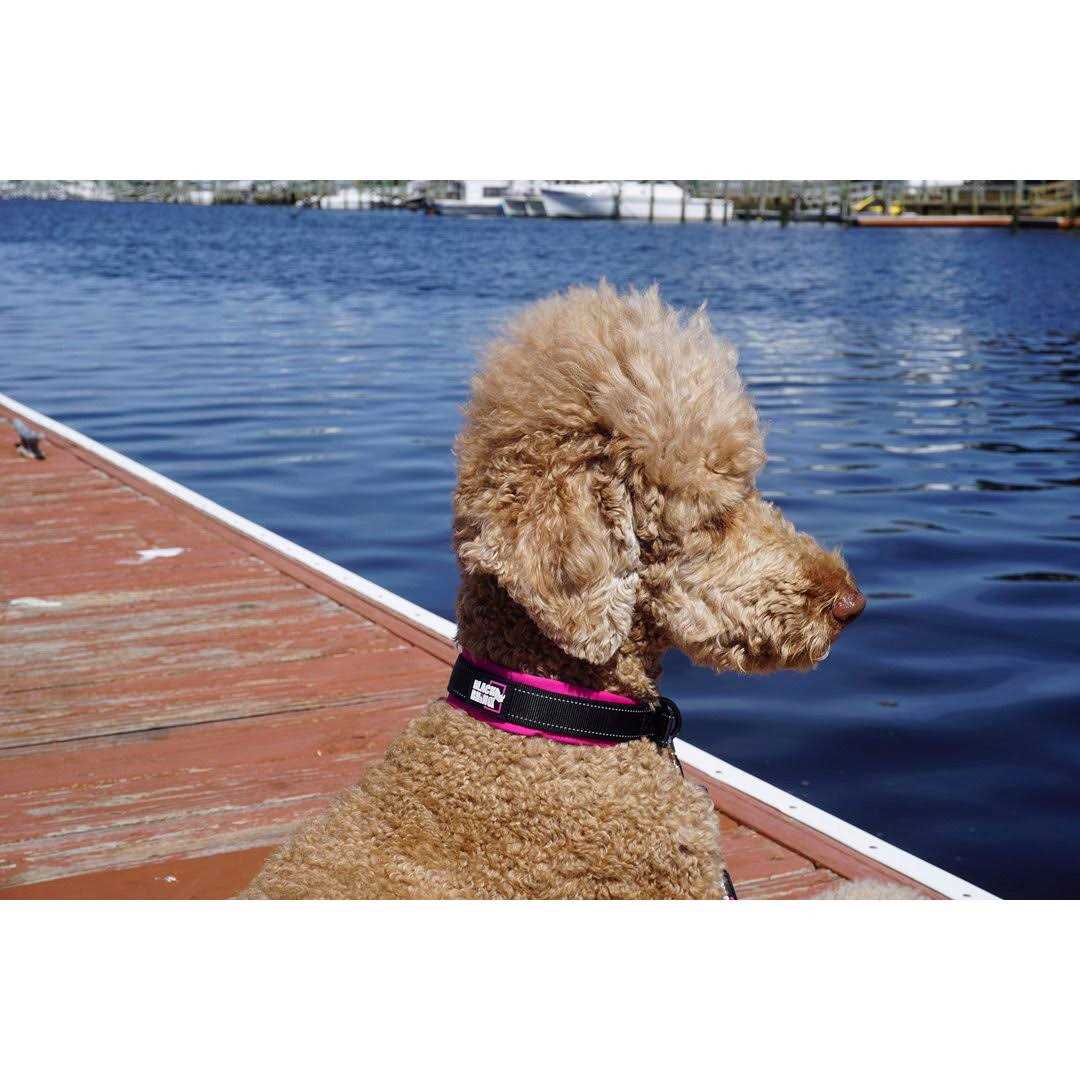 Alternative view of Black Rhino The Comfort Collar Ultra Soft Neoprene Padded Dog Collar for All Breeds