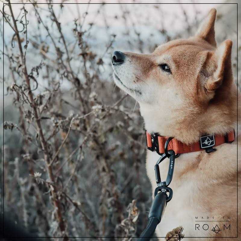 Alternative view of Roam Made to Roam Premium Dog Collar Adjustable Heavy Duty Nylon Collar with Quick-Release Metal Buckle