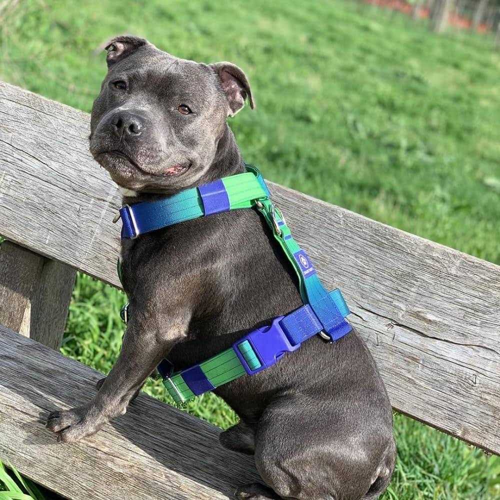 Alternative view of Spark Paws No-Pull Dog Harness Designed for Safety and Control