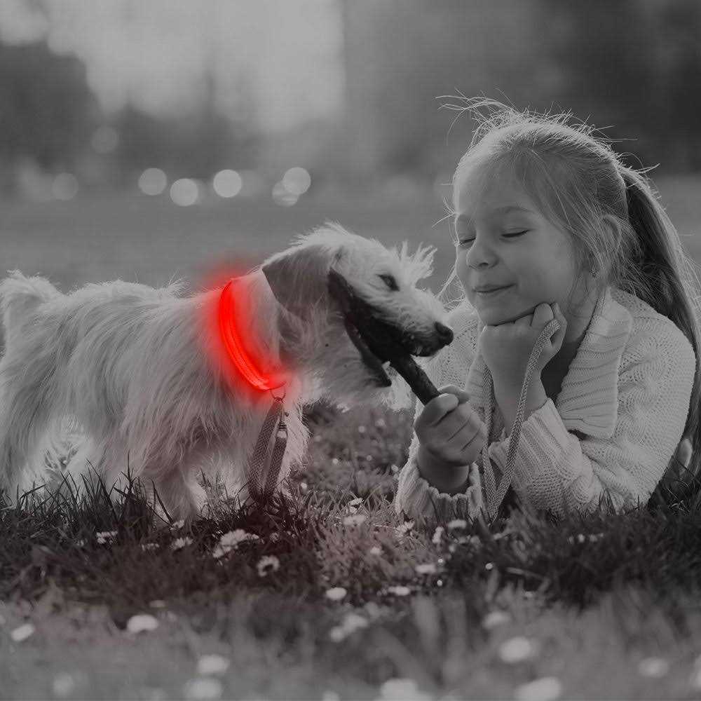 Alternative view of BSEEN Light Dog Collars Rechargeable LED Dog Collar Collar