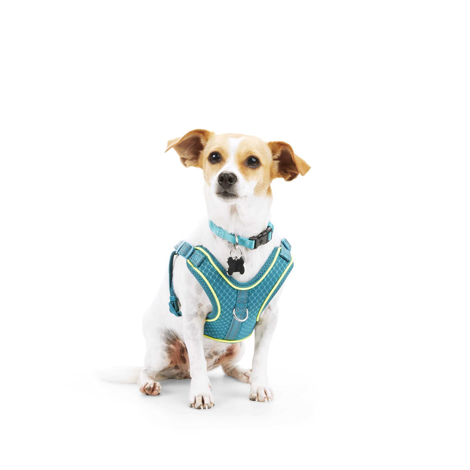 EveryYay Embrace The Pace Reflective Dog Harness