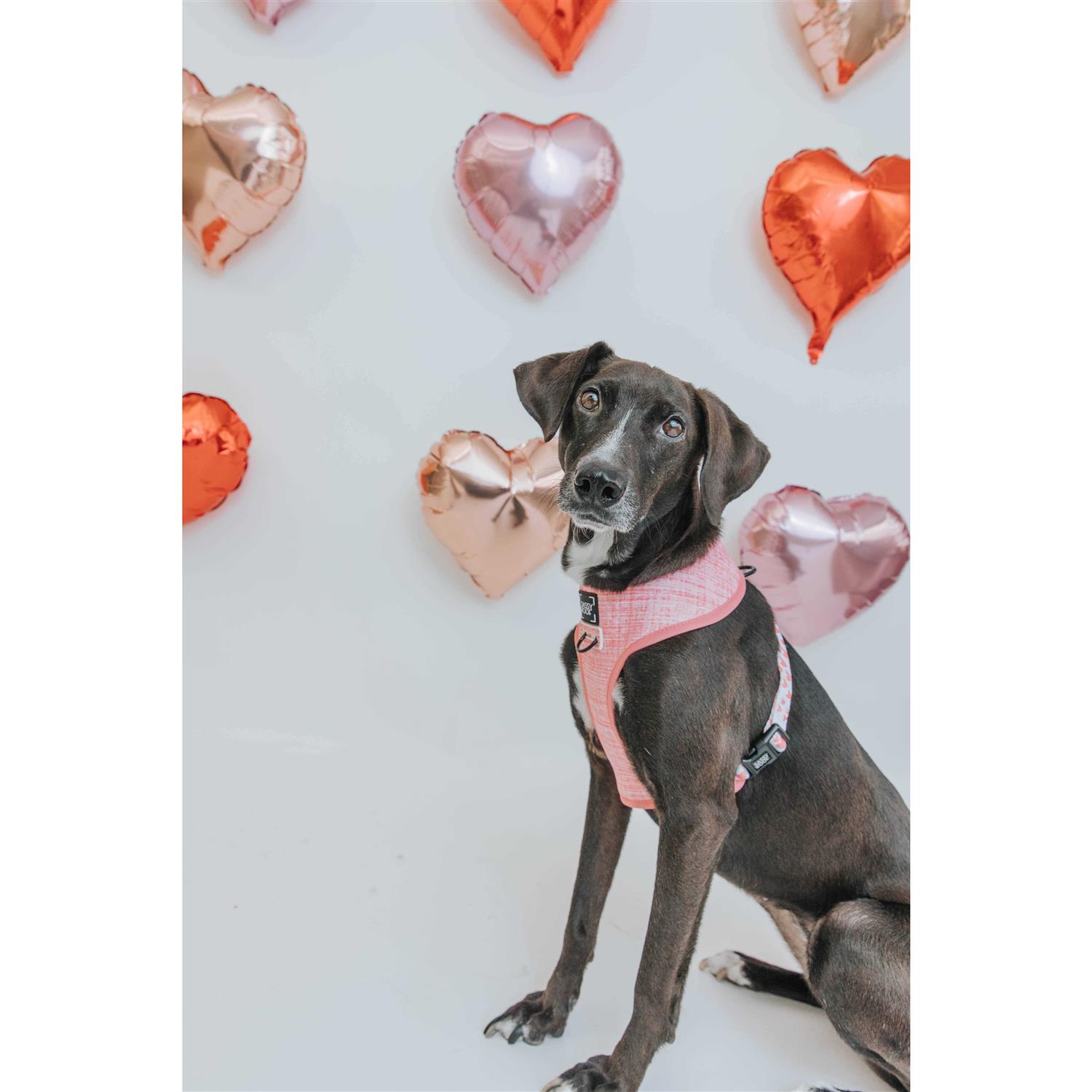 Alternative view of Dog Reversible Harness Sassy Woof
