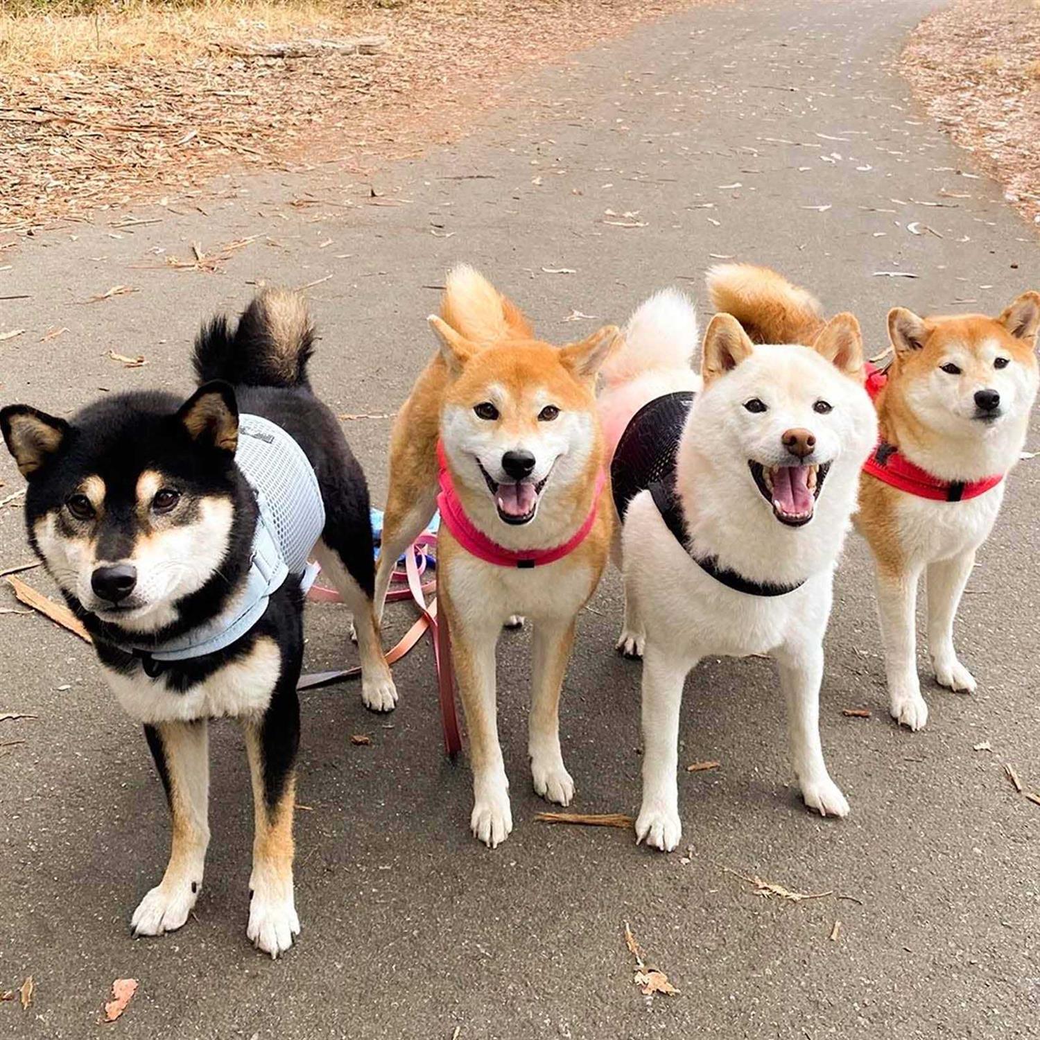 Alternative view of Sleepypod Martingale Walking Dog Harness
