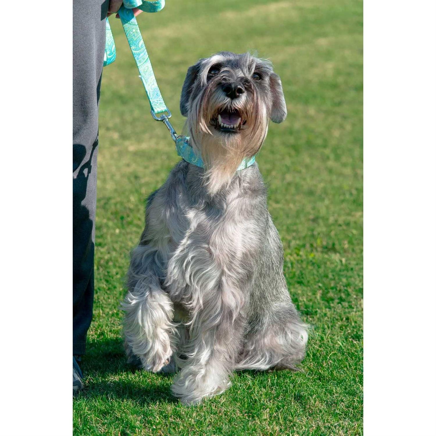 Alternative view of Country Brook Petz Dog Martingale Collar