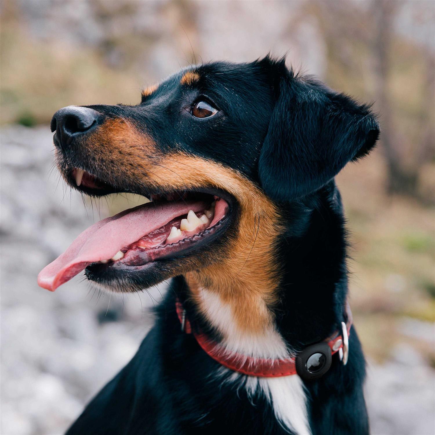 Alternative view of Spigen Pet Collar ComforTag for Apple AirTag