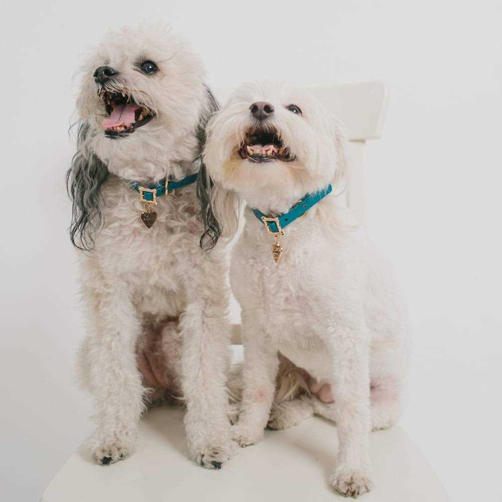 Alternative view of Buckle-Down Disney Lady and the Tramp Movie Replica with Heart Charm Dog Collar