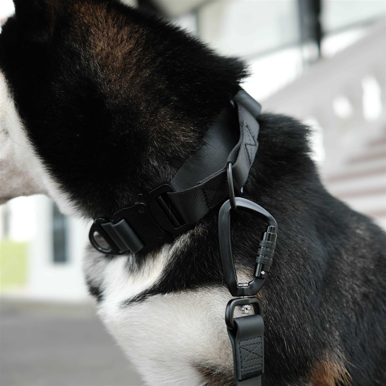 Alternative view of Waterproof Martingale Collar