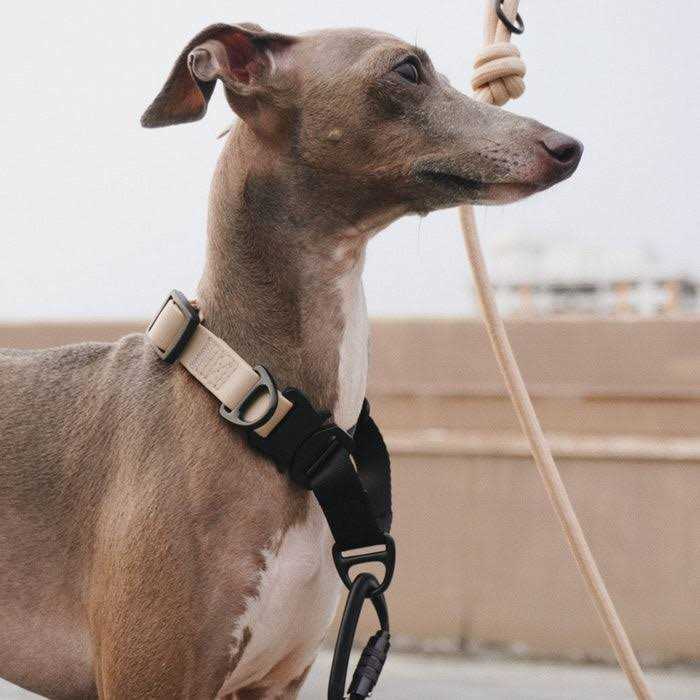 Waterproof Martingale Collar