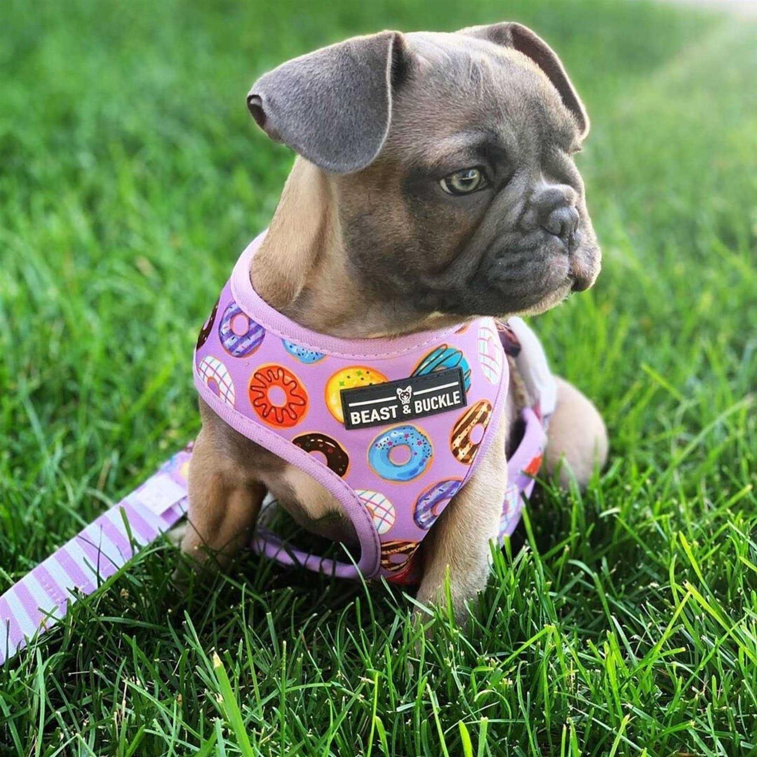 Alternative view of Beast & Buckle Reversible Dog Harness