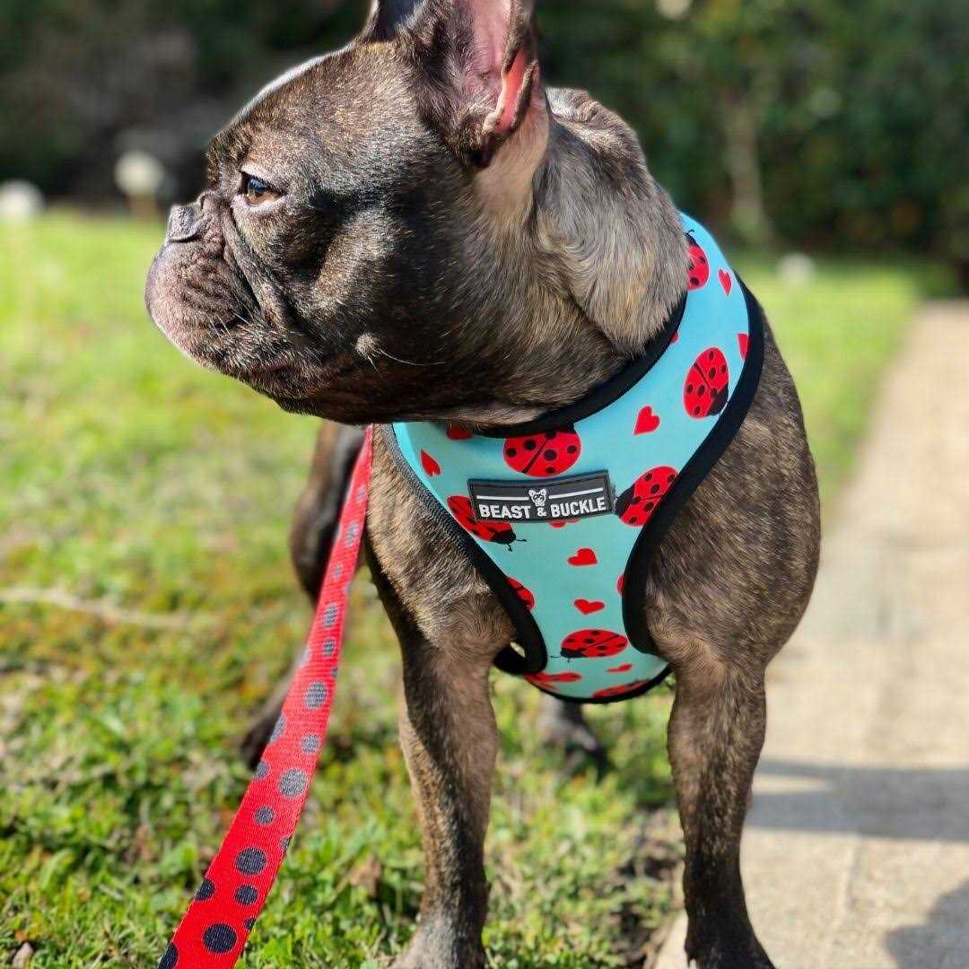 Alternative view of Beast & Buckle Reversible Dog Harness