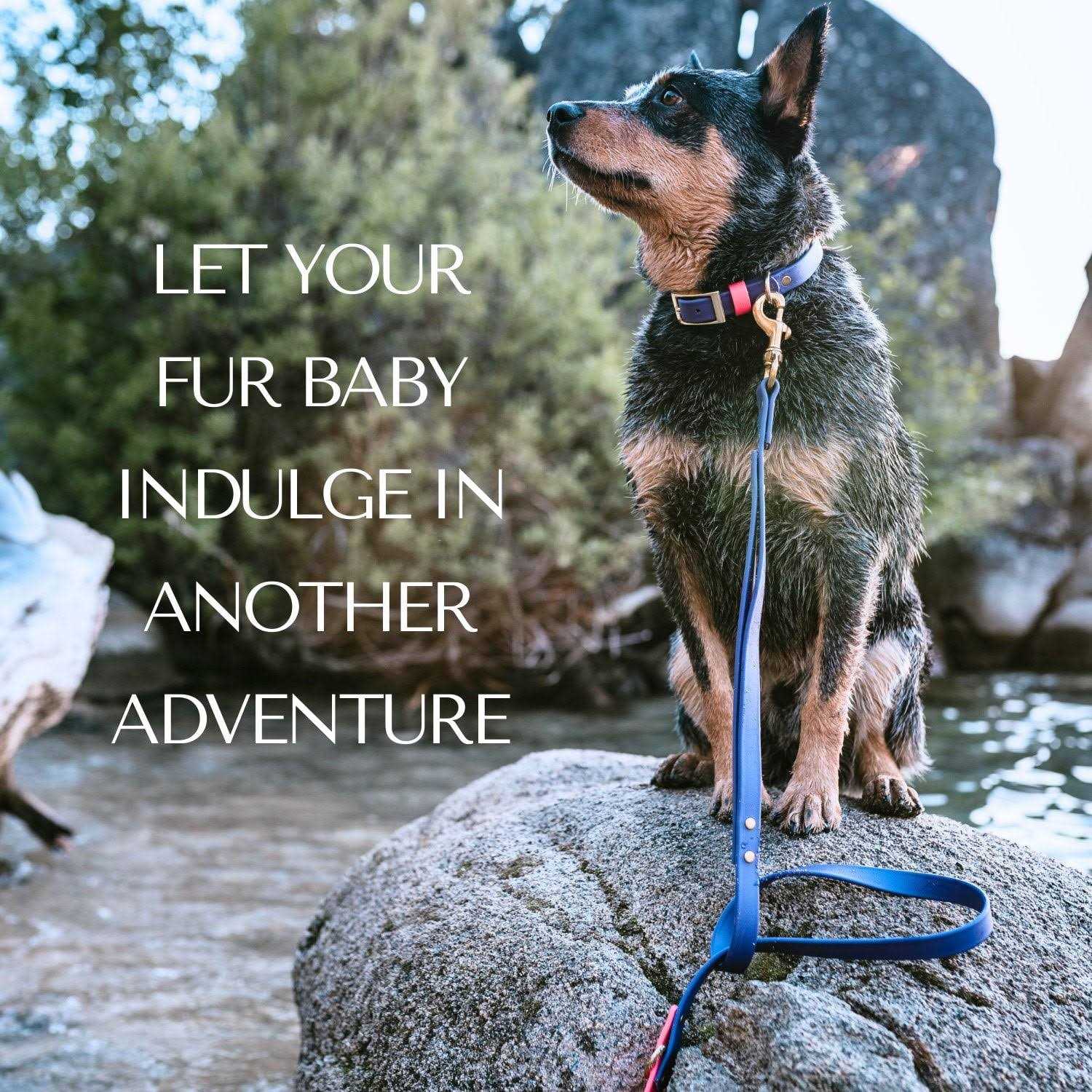 Alternative view of Pawfurever's Waterproof & Odorless Dog Collar