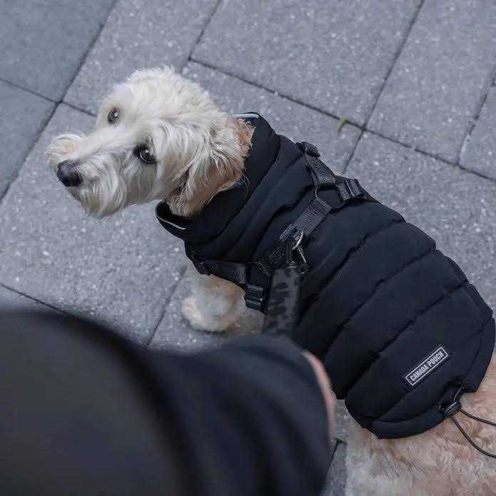 Alternative view of Canada Pooch Harness Puffer Black