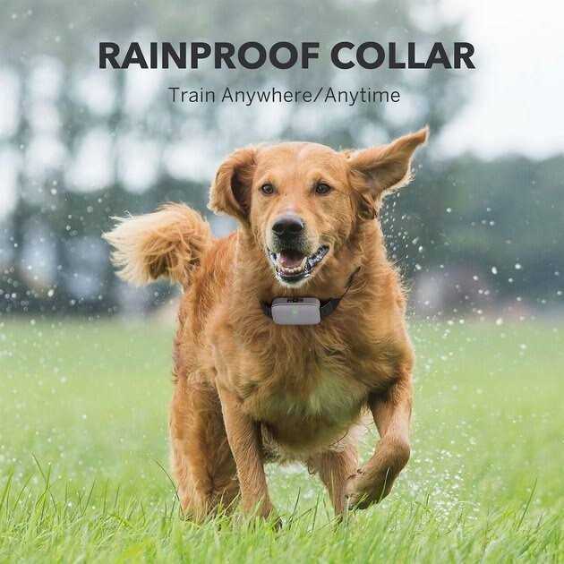 Alternative view of DogCare EC11 Dog Training System