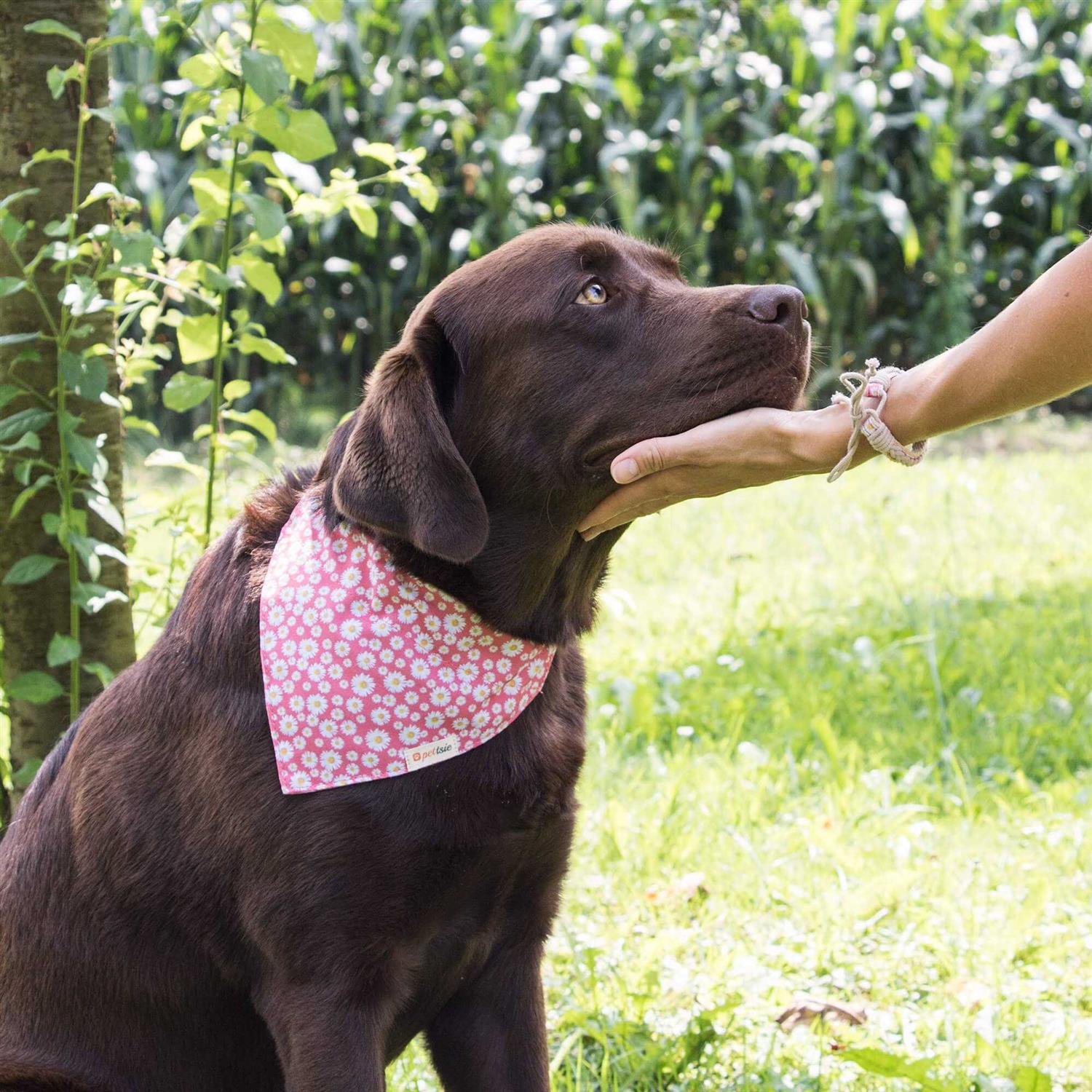 Alternative view of Pettsie Matching Dog Collar, Bandana and Owner Friendship Bracelet Gift Box Included