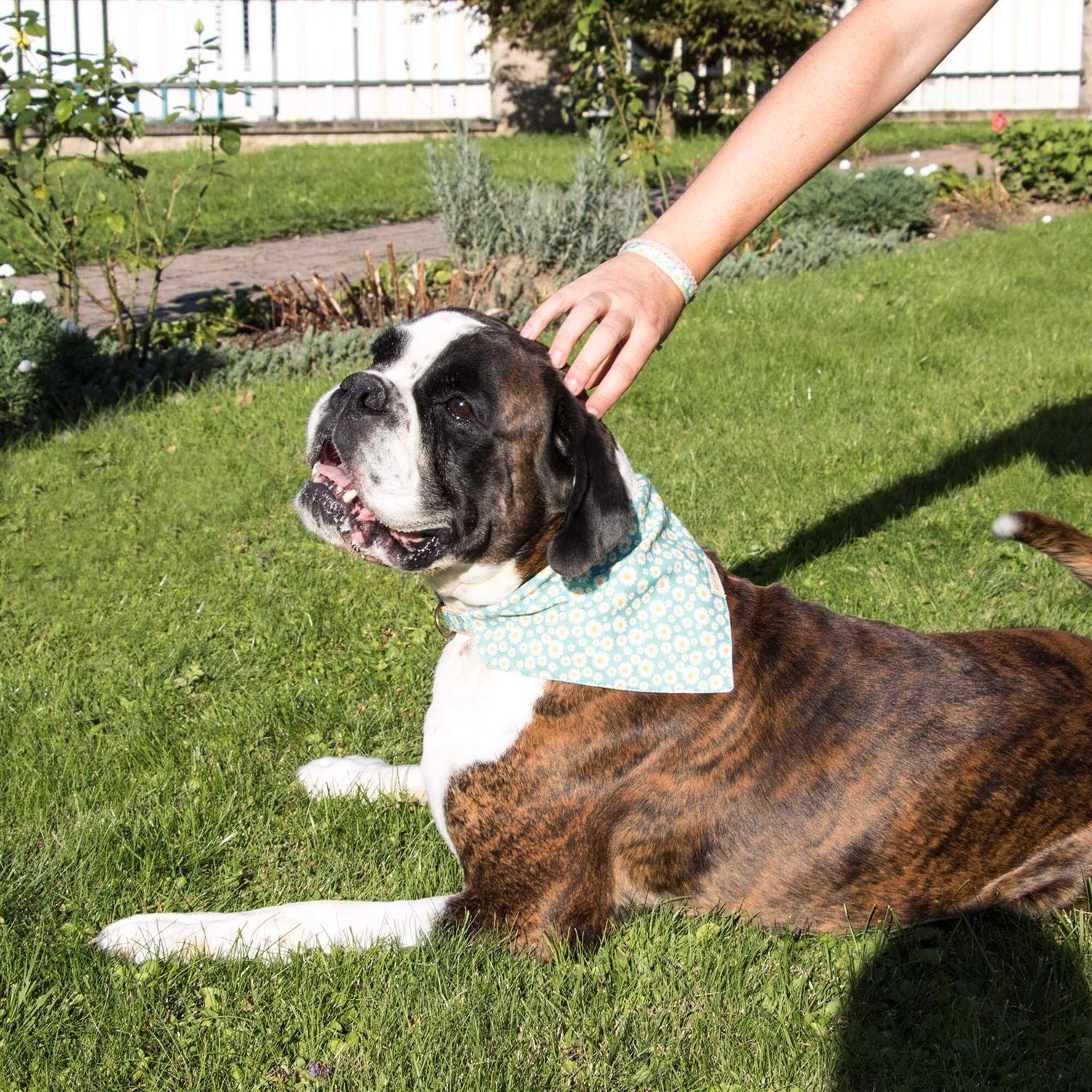 Alternative view of Pettsie Matching Dog Collar, Bandana and Owner Friendship Bracelet Gift Box Included