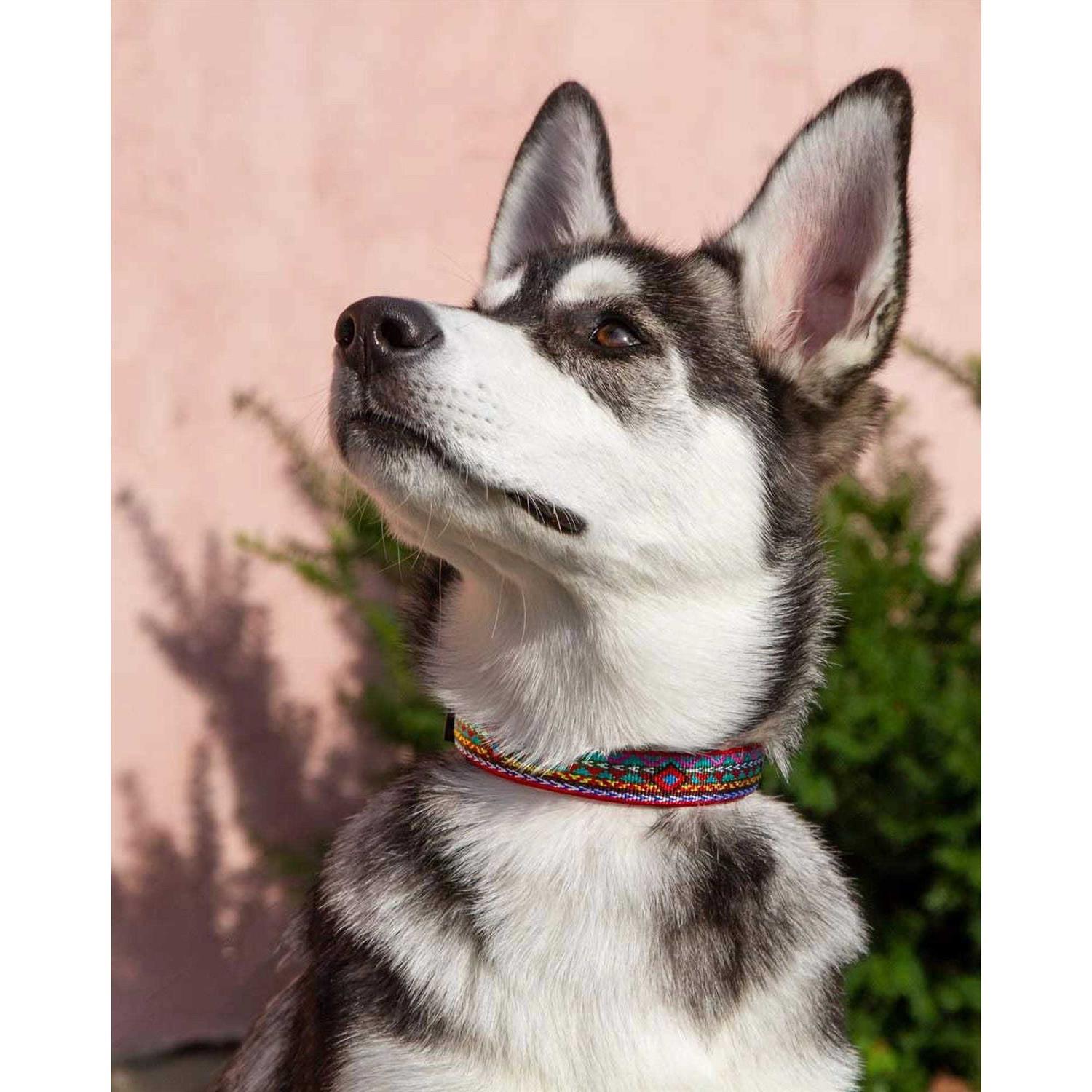 Alternative view of Lupine Dog Collar