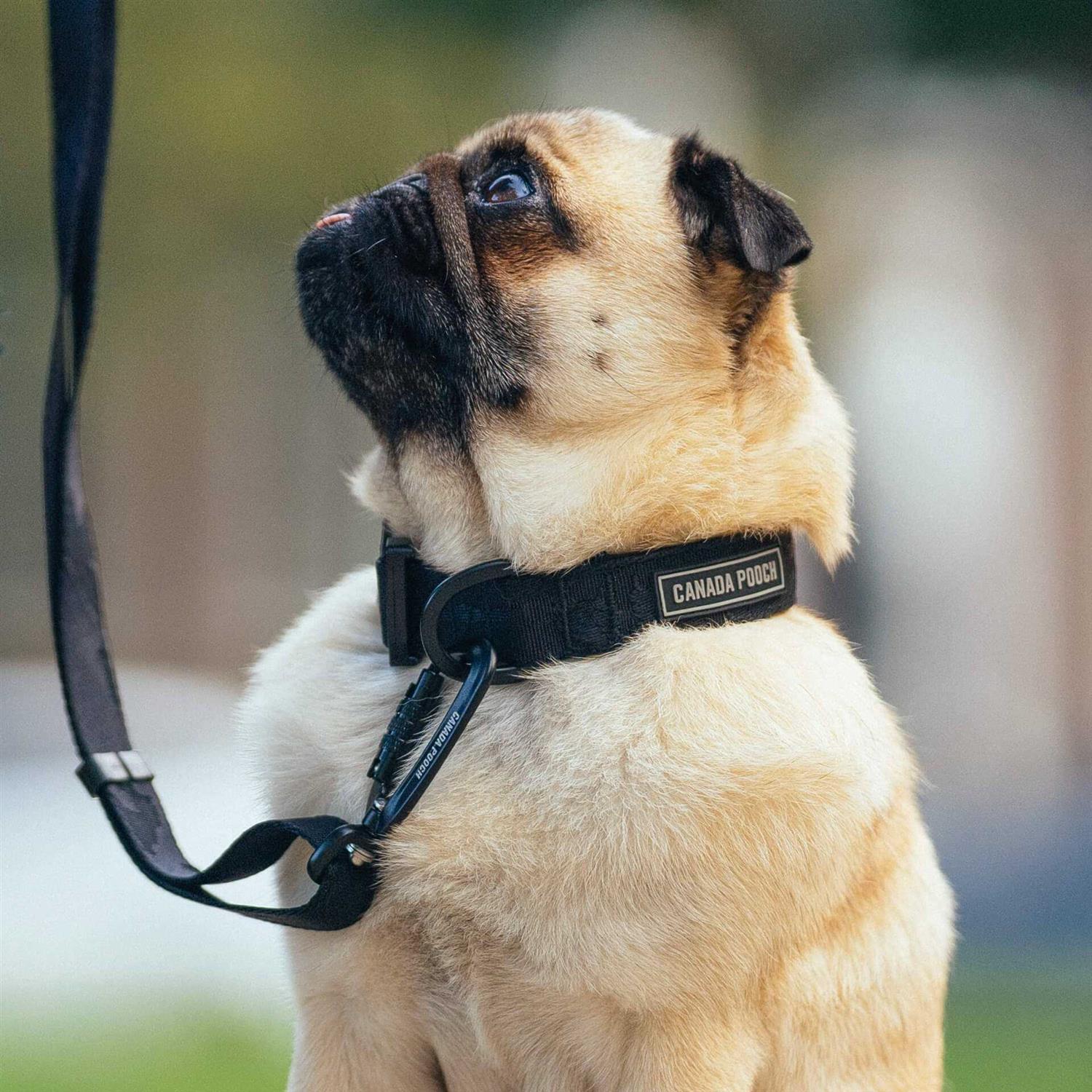 Canada Pooch Utility Dog Collar