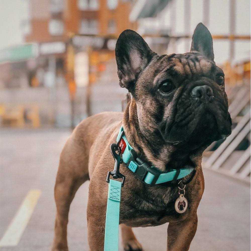 Alternative view of Waterproof Dog Collar with QR passport