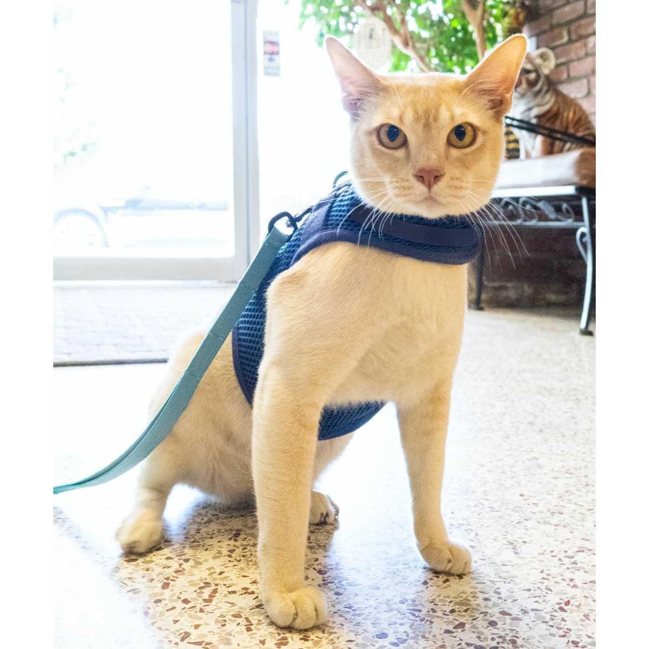 Alternative view of Sleepypod Martingale Cat Harness