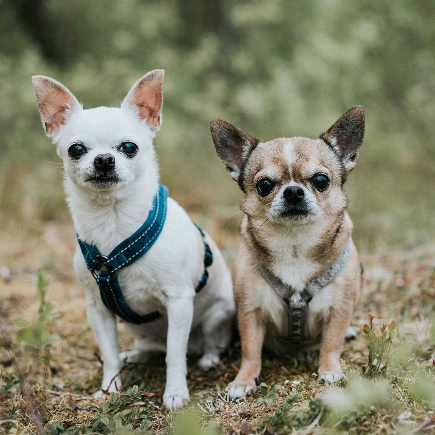 Alternative view of Hurtta Casual Padded Dog Y Harness