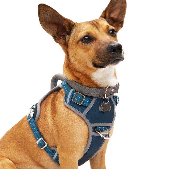 Alternative view of Reddy Navy Dog Harness