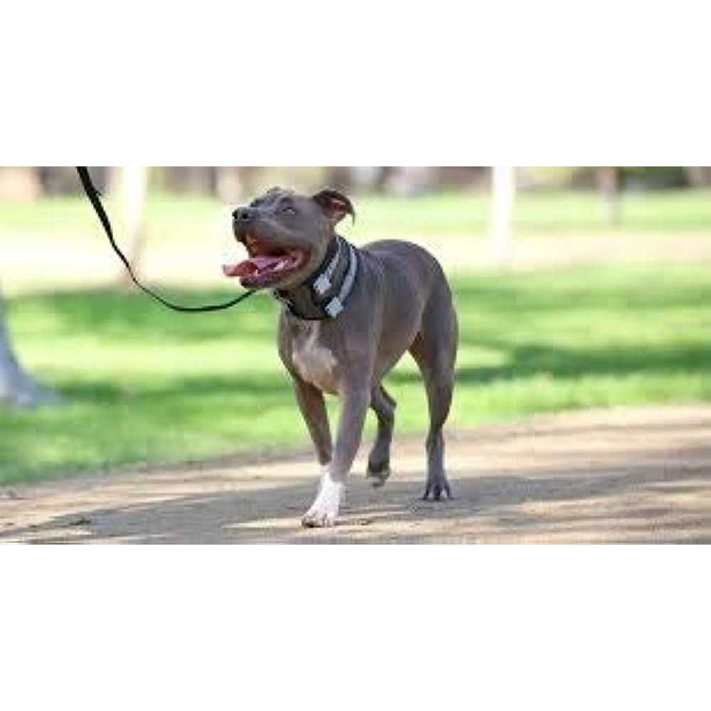 Alternative view of Cesar Millan Pack Leader Collar Training Collar of the Dog Whisperer
