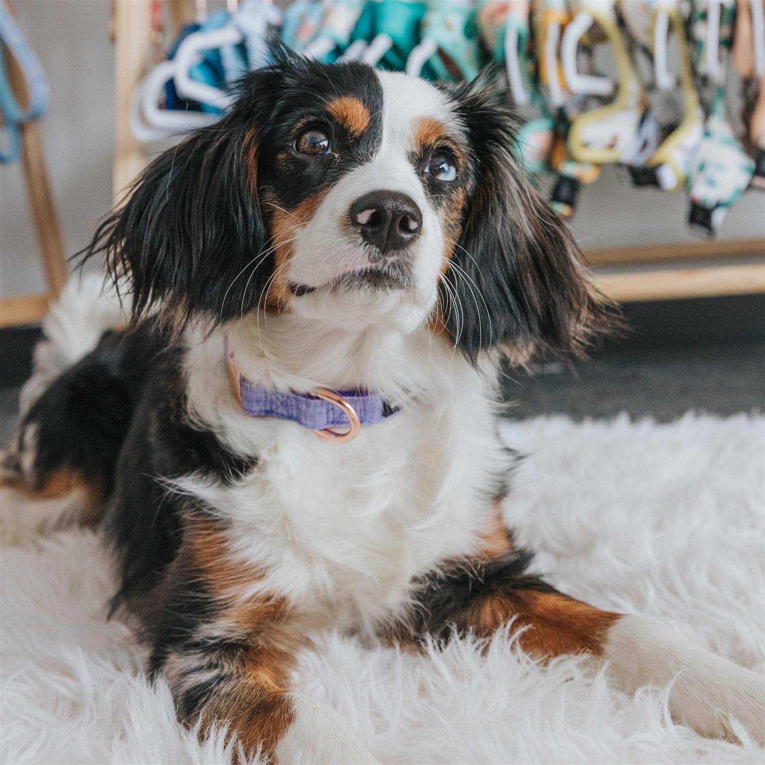 Alternative view of Sassy Woof 'Aurora' Dog Collar