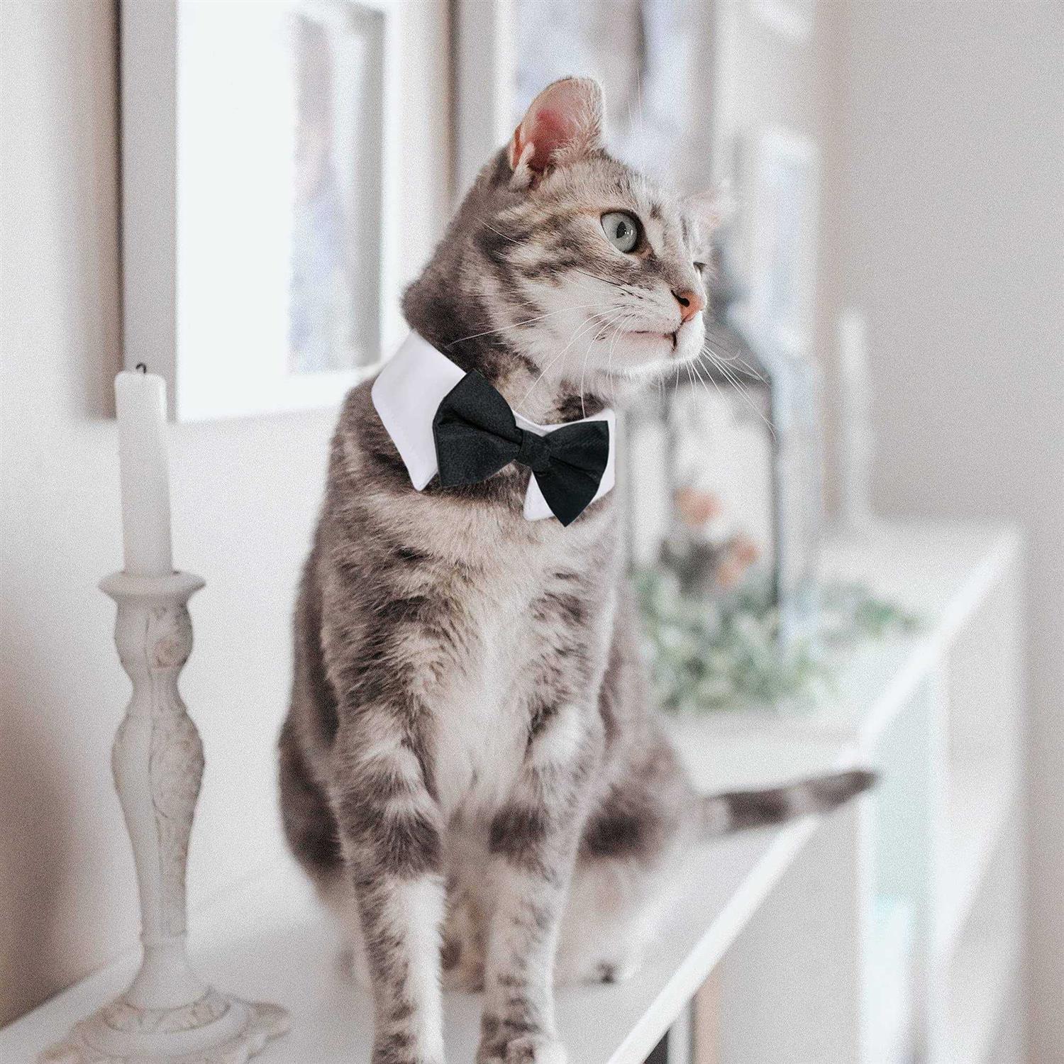 Alternative view of casidoxi cat Dog Tuxedo collar Dog Bow tie Dog Bowtie Dog cat Birthday Easter Tux Wedding collar for Dog cat